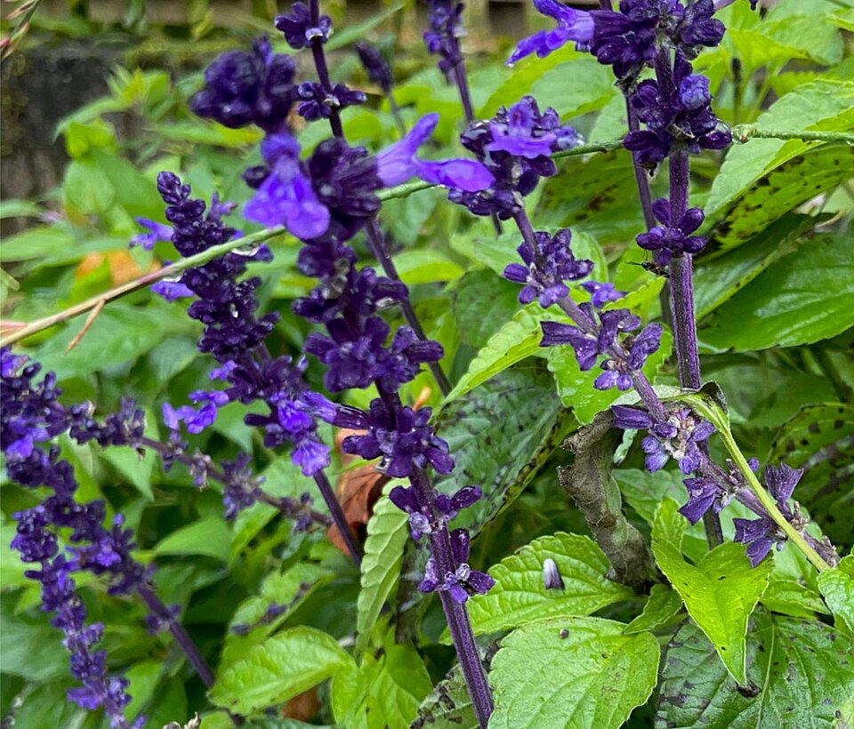 Violette Blüten im Garten zwischen grünen Blättern