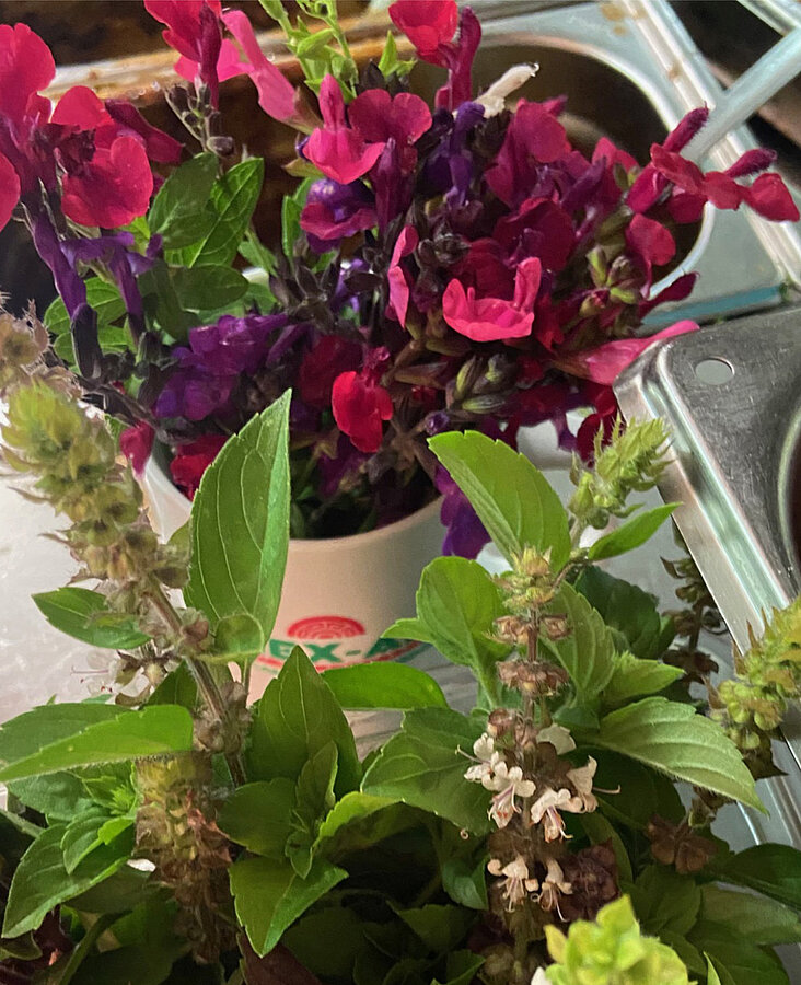 Bunte Blütenpracht mit pinken und roten Blumen im Garten