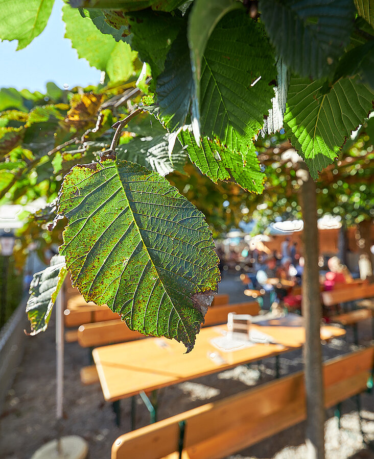 Schattiger Biergarten mit Holzstühlen und grünem Blätterdach beim Hotel-Landgasthof KREUZ