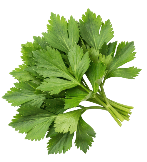 Bild eines Bund Liebstöckels freigestellt